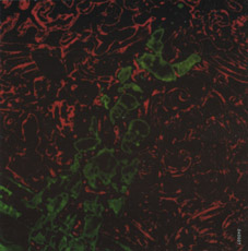 ファイル:Cipan ia1.jpg