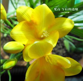 ファイル:Fangao whdeby.jpg