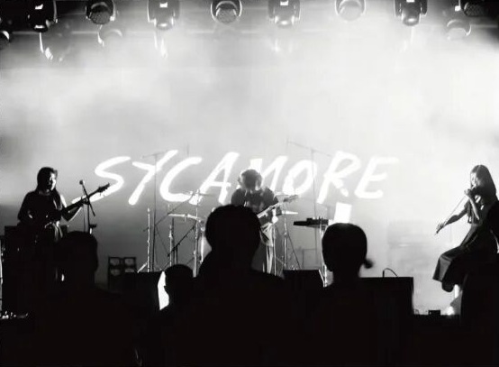 ファイル:Sycamore 11.jpg