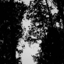 Vergissmeinnicht 11.jpg